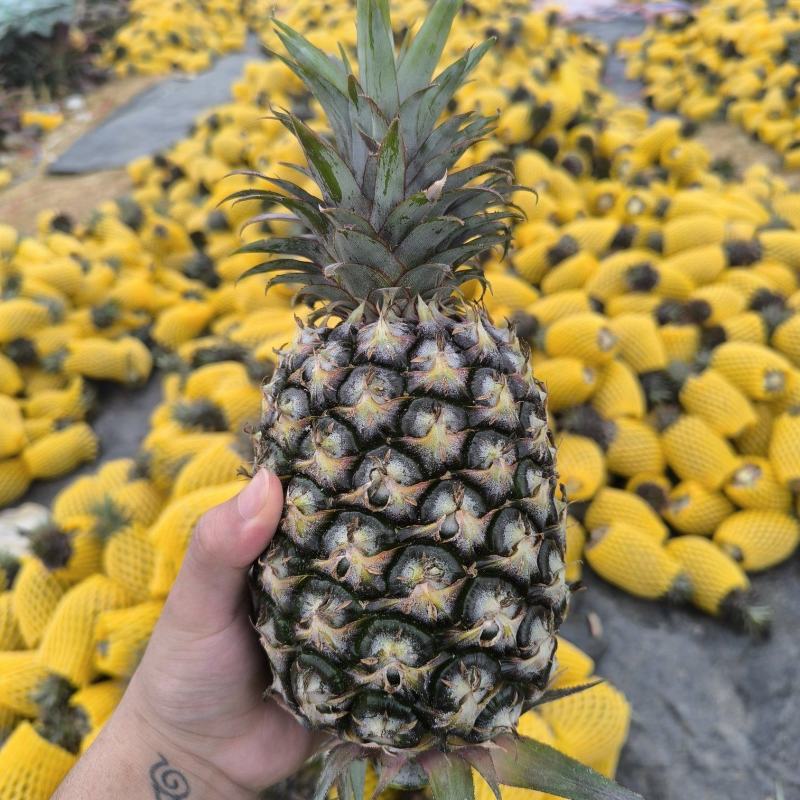 海南金钻凤梨