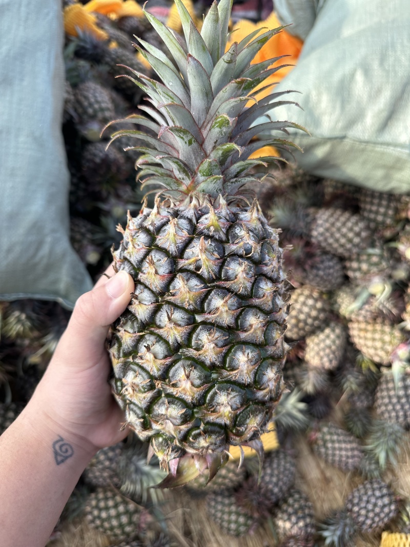 海南金钻凤梨