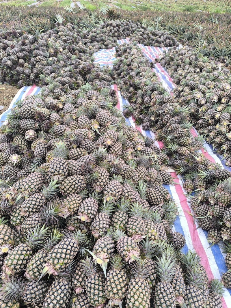 海南金钻凤梨