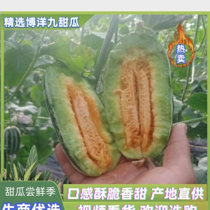 博洋九号甜瓜，口感酥脆香甜，精选大果，果园直发