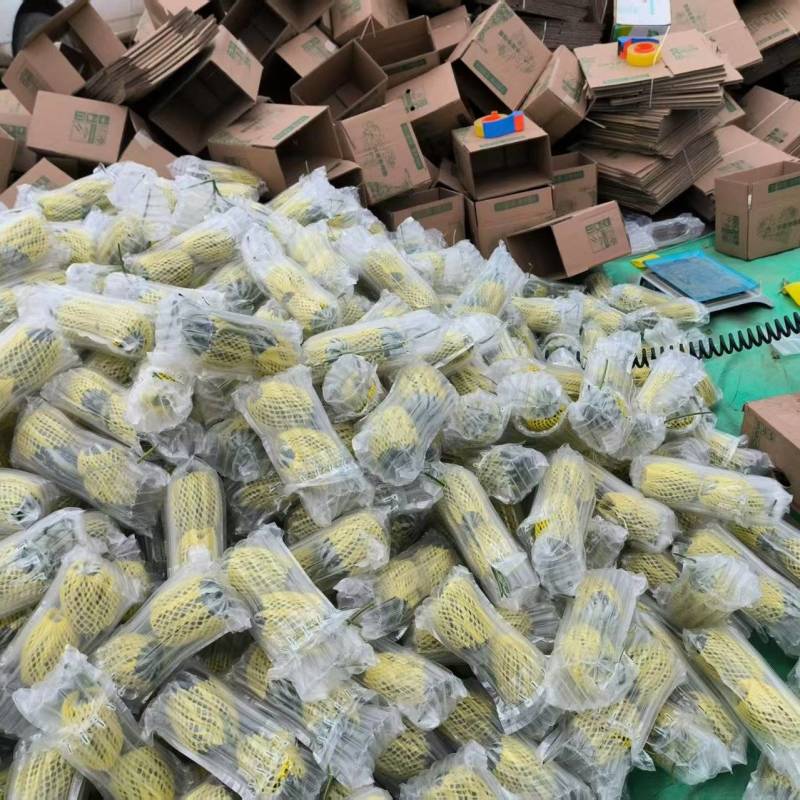 博洋系列甜瓜，线上模式已开始，有需要的客商联系。