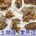 【现货直发】芹叶牡丹可视频看货支持一件代发可发全国市场