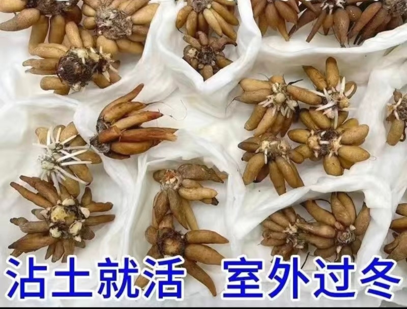 【现货直发】芹叶牡丹可视频看货支持一件代发可发全国市场