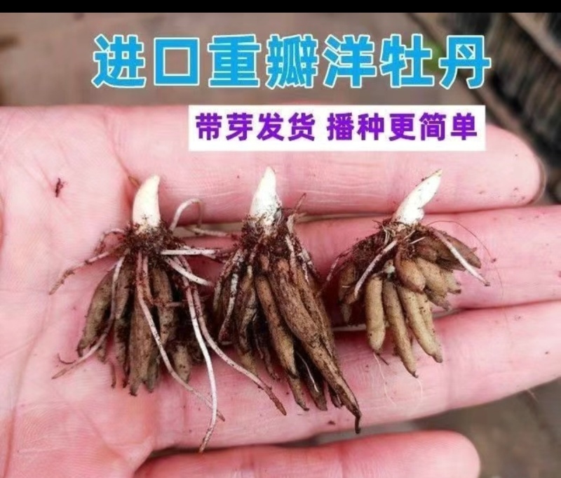 【现货直发】芹叶牡丹可视频看货支持一件代发可发全国市场
