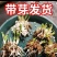 【现货直发】芹叶牡丹可视频看货支持一件代发可发全国市场
