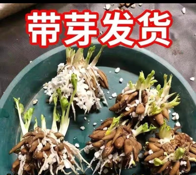 【现货直发】芹叶牡丹可视频看货支持一件代发可发全国市场