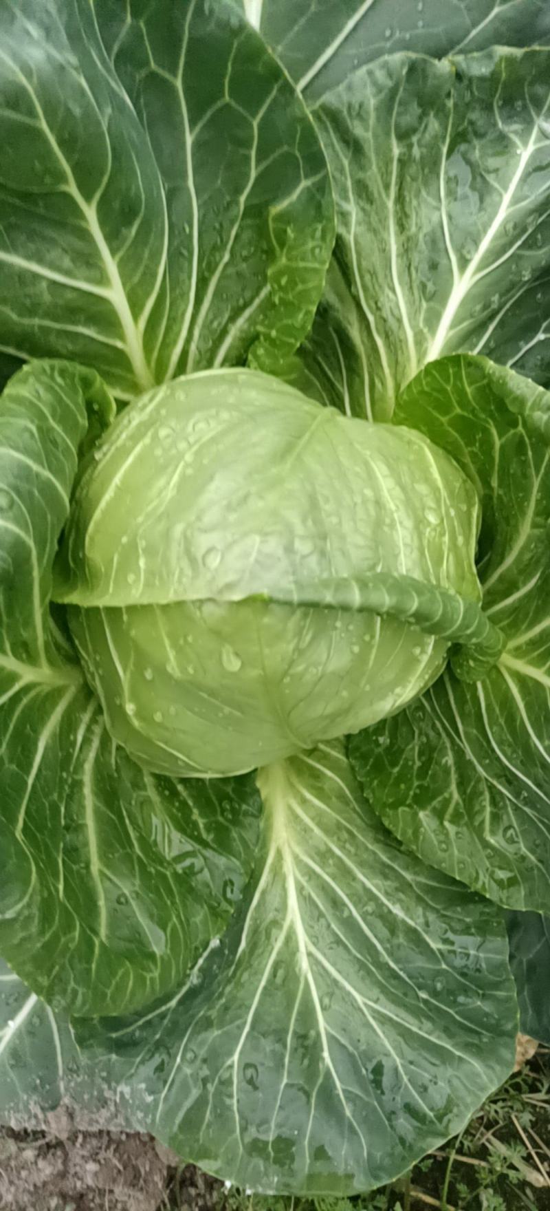 绿皮黄心包菜，轻包，品种泽鸿韓绿，超好吃