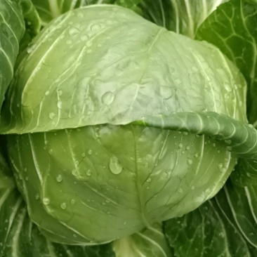 绿皮黄心包菜，轻包，品种泽鸿韓绿，超好吃