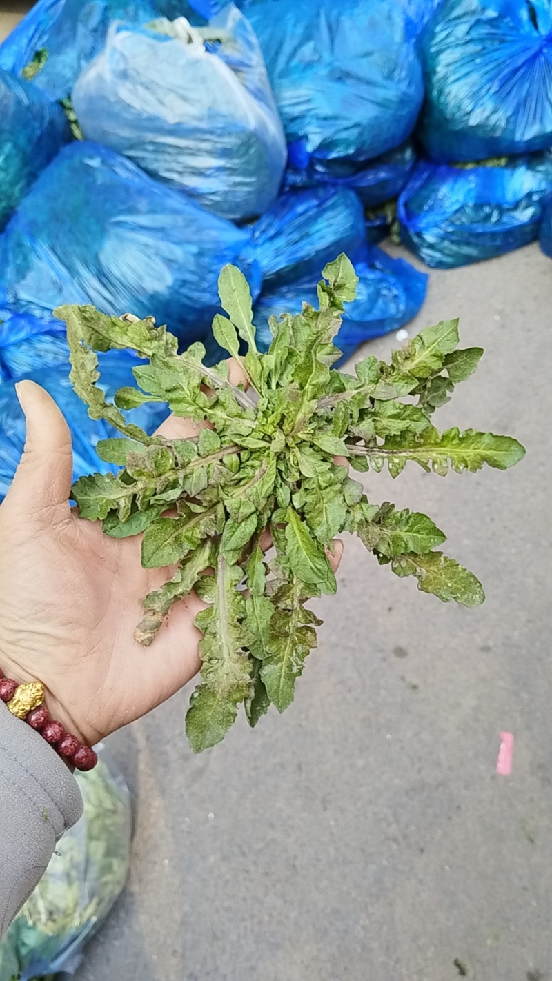 春天万物复苏，吃点野菜才会香