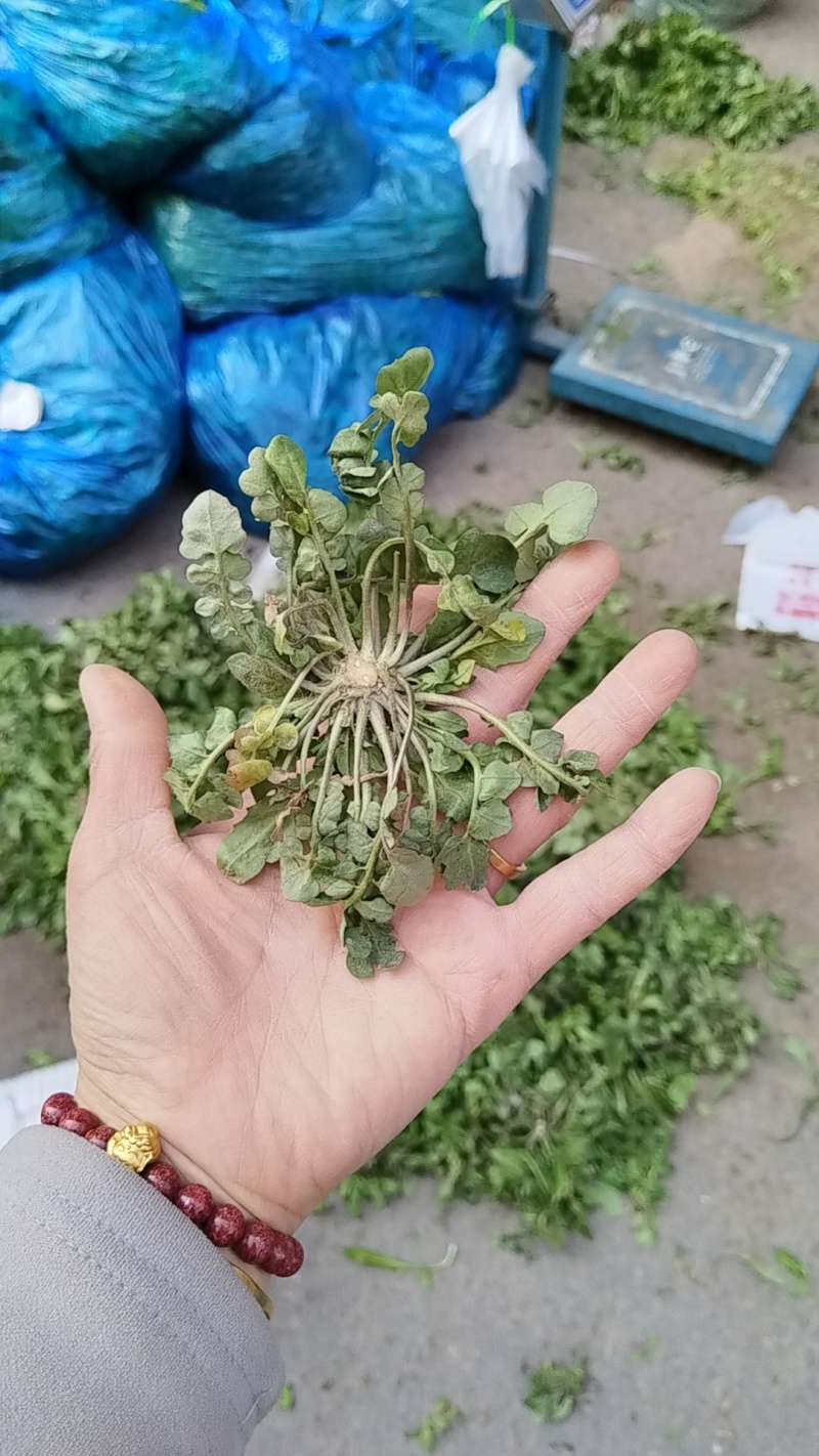 春天万物复苏，吃点野菜才会香