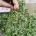 春天万物复苏，吃点野菜才会香