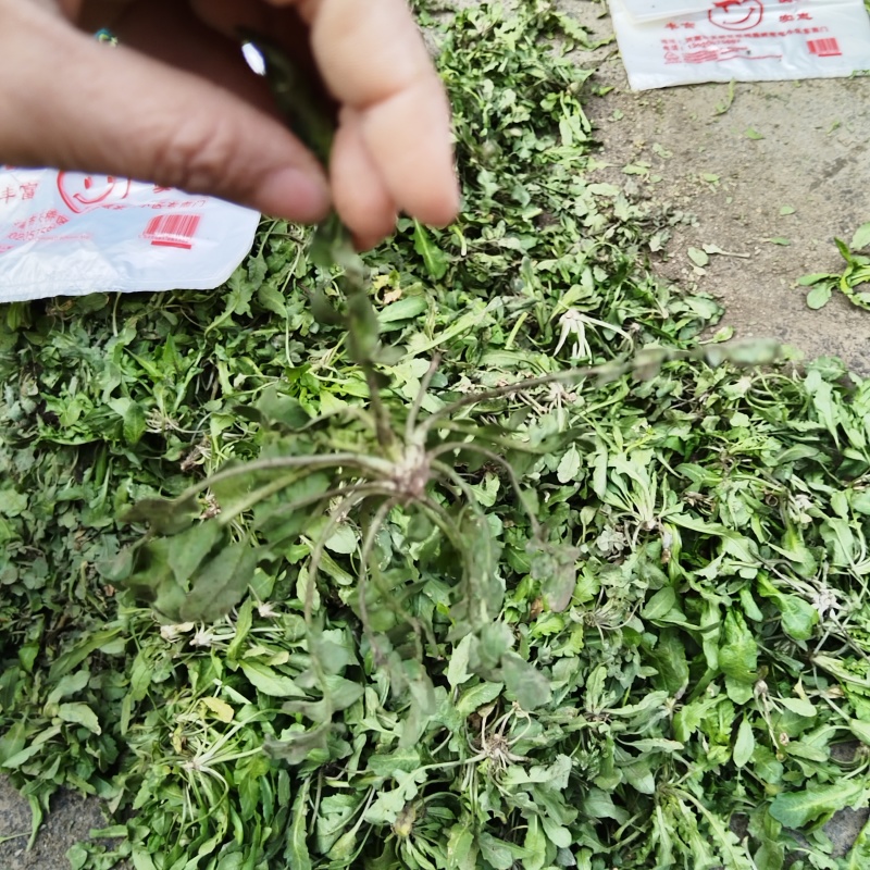 春天万物复苏，吃点野菜才会香