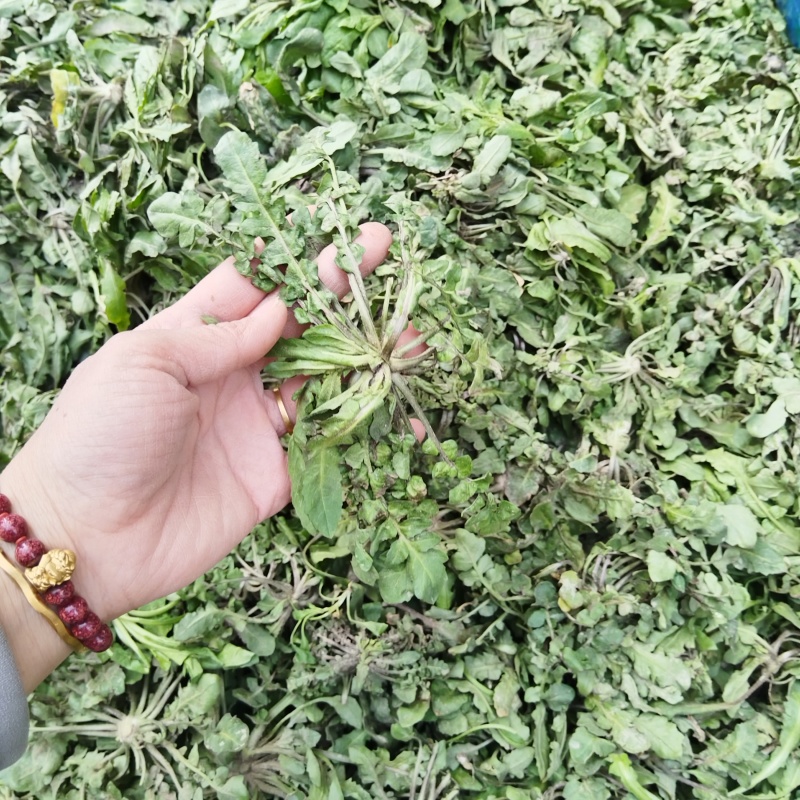 春天万物复苏，吃点野菜才会香