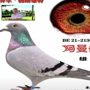 赛鸽