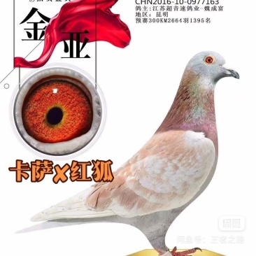 红狐赛鸽