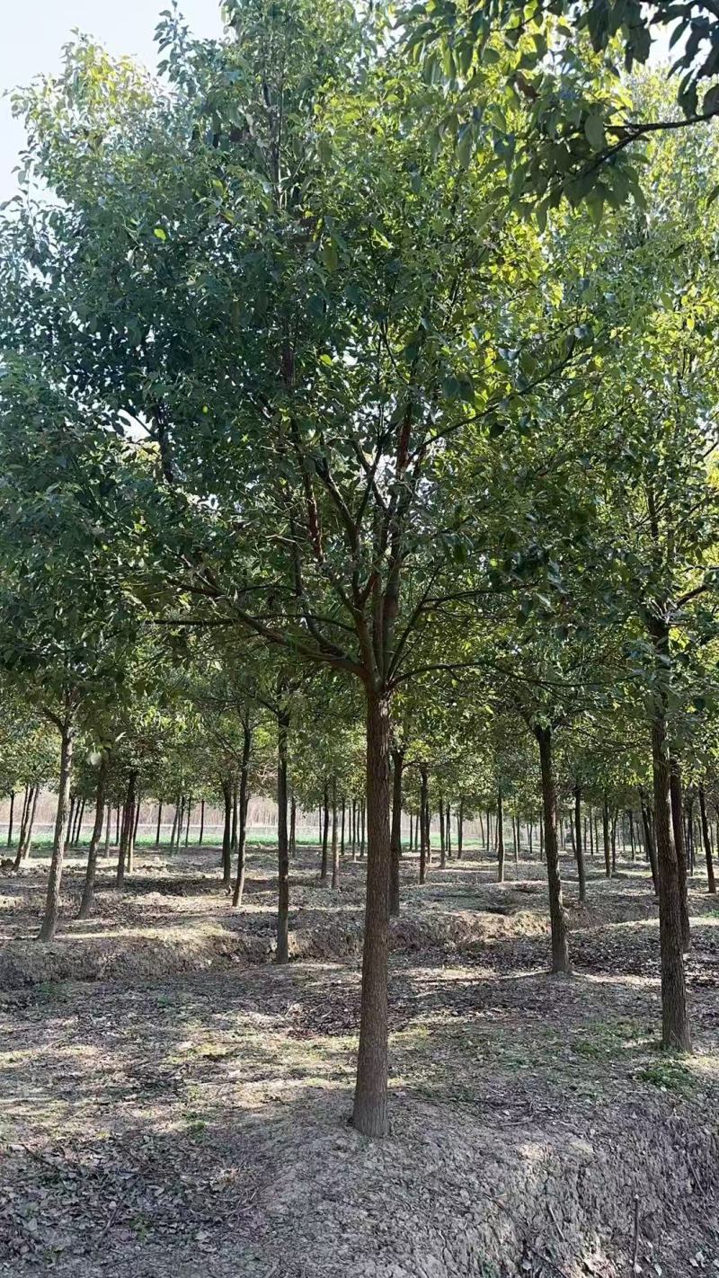 香樟胸径:12Cm、15cm基地有量，欢迎来一亩田订购