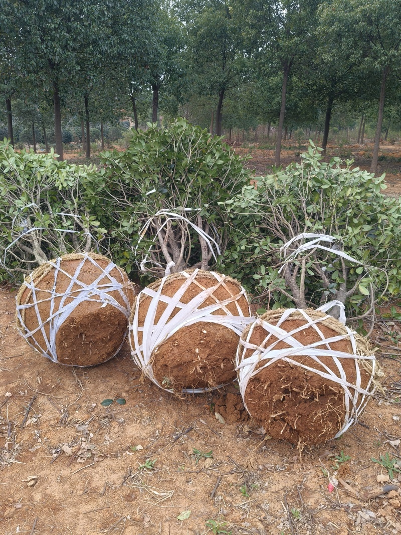 独杆金桂树冠幅2m、2.5m、基地有量，欢迎来一亩田订购