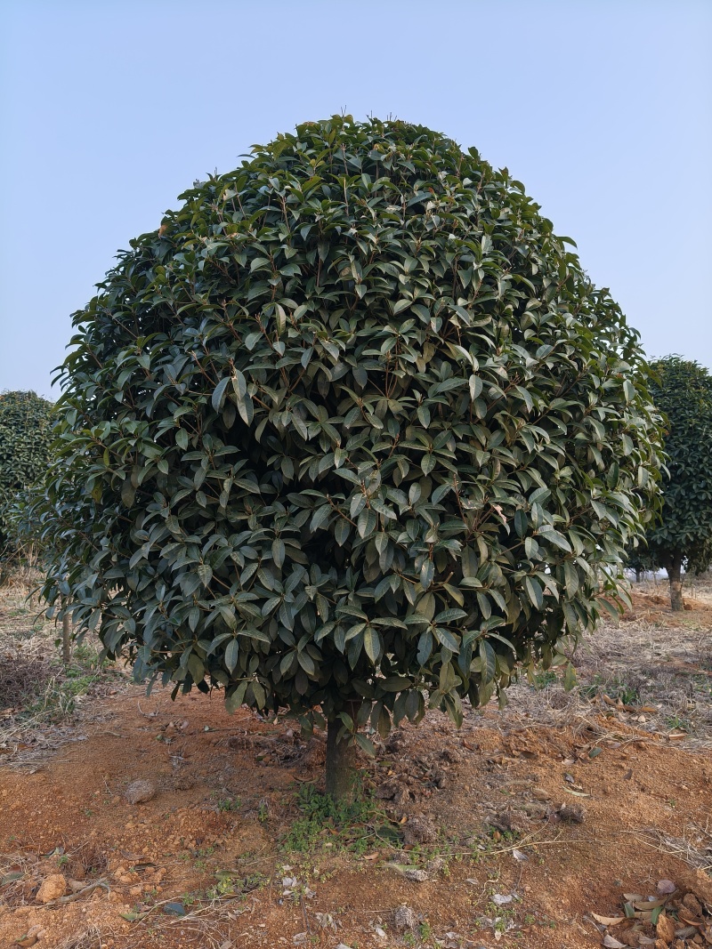 独杆金桂树冠幅2m、2.5m、基地有量，欢迎来一亩田订购