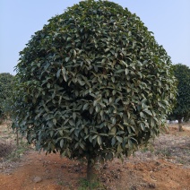 独杆金桂树冠幅2m、2.5m、基地有量，欢迎来一亩田订购
