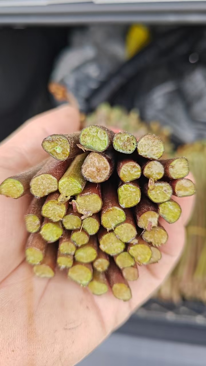 蕨菜大量上市，价格美丽