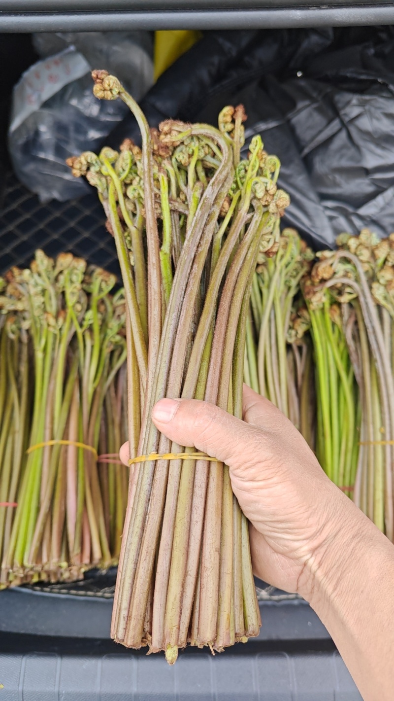 蕨菜大量上市，价格美丽