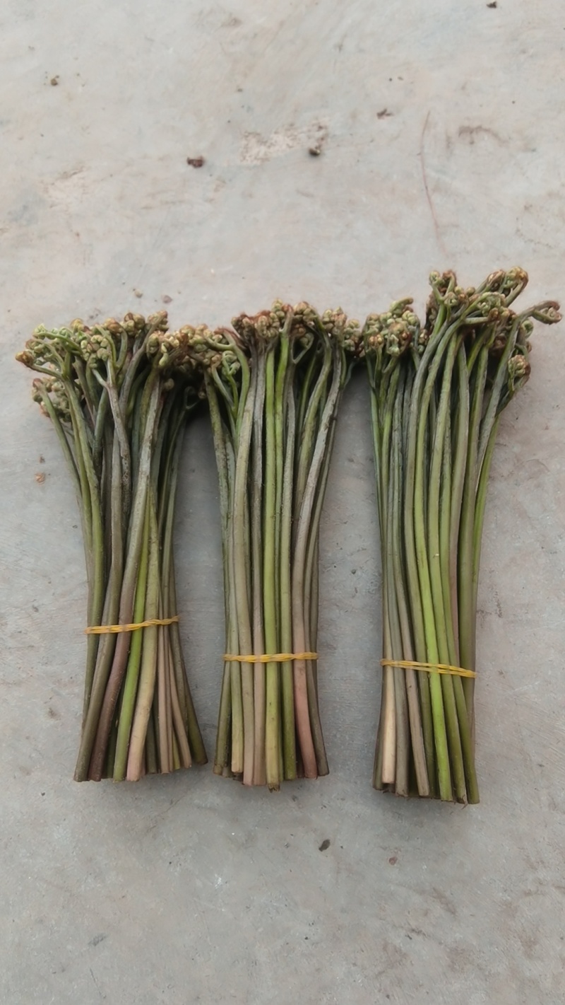 蕨菜大量上市，价格美丽