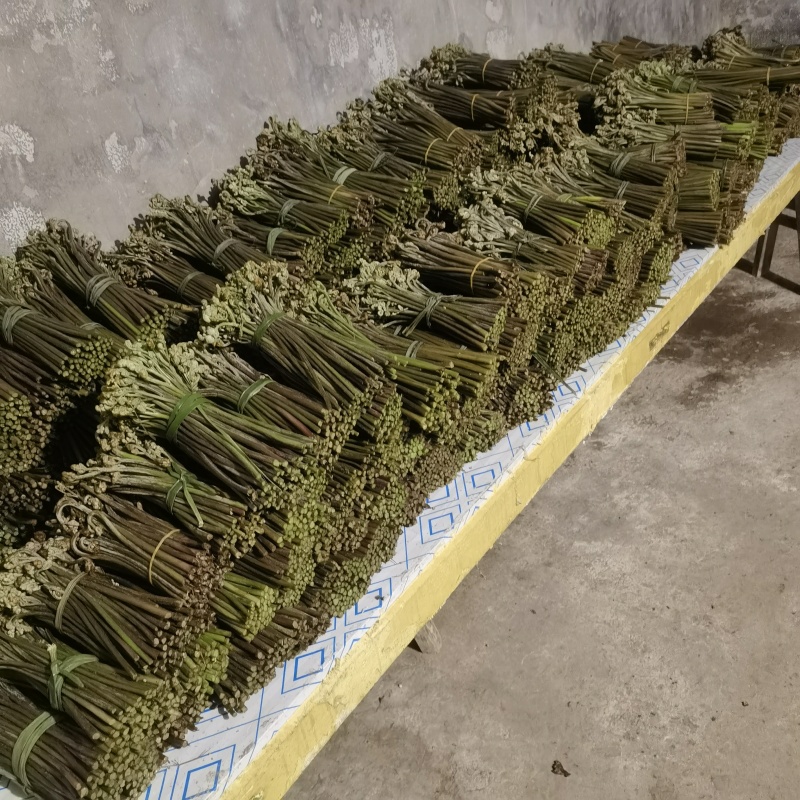 蕨菜大量上市，价格美丽