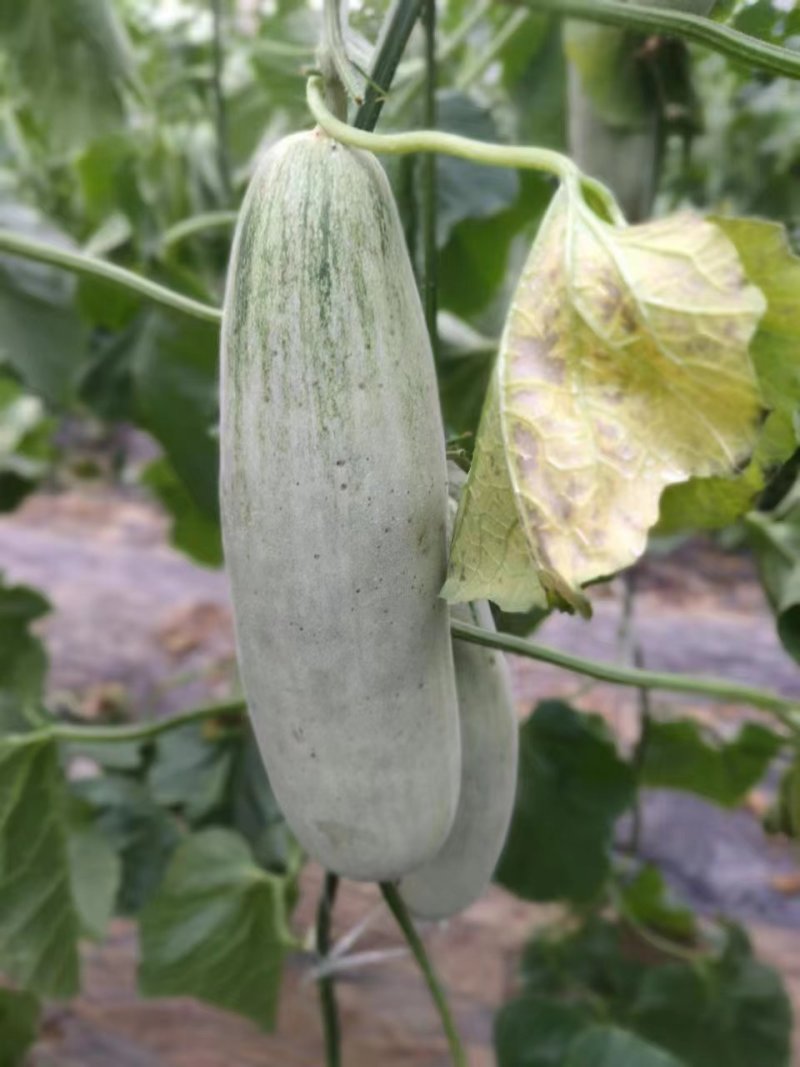 博洋蜜瓜火爆上市量大质优，对接各大市场，商超