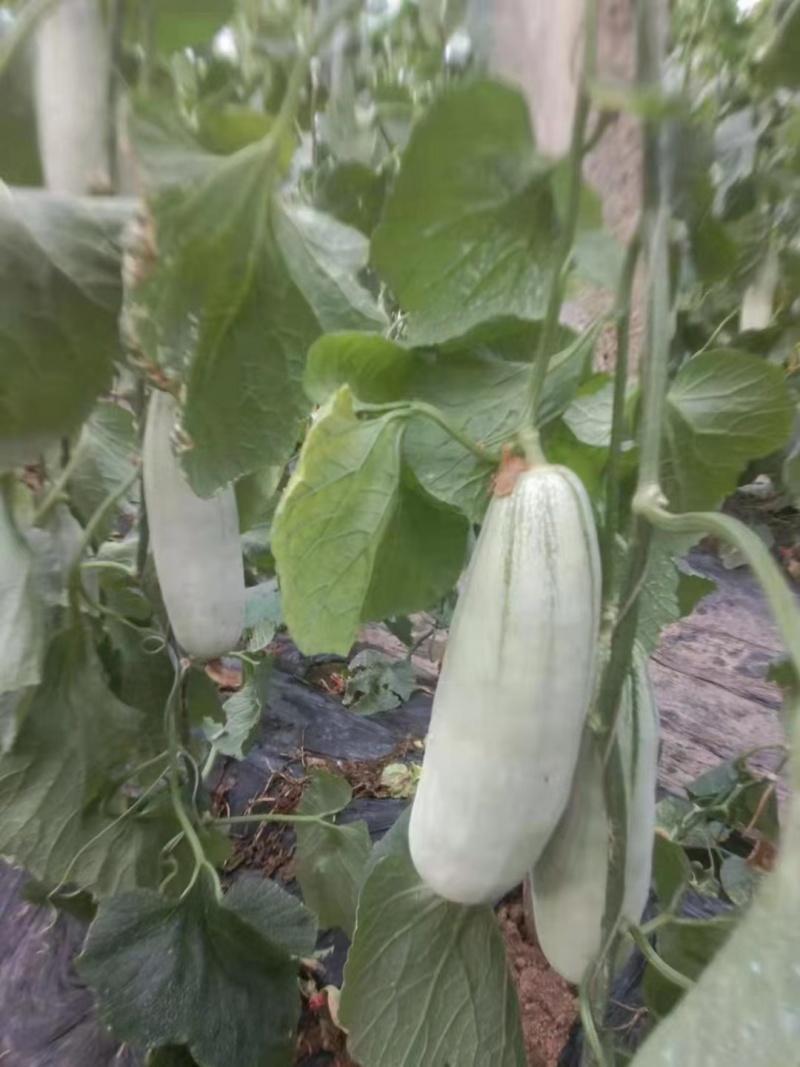 博洋蜜瓜火爆上市量大质优，对接各大市场，商超
