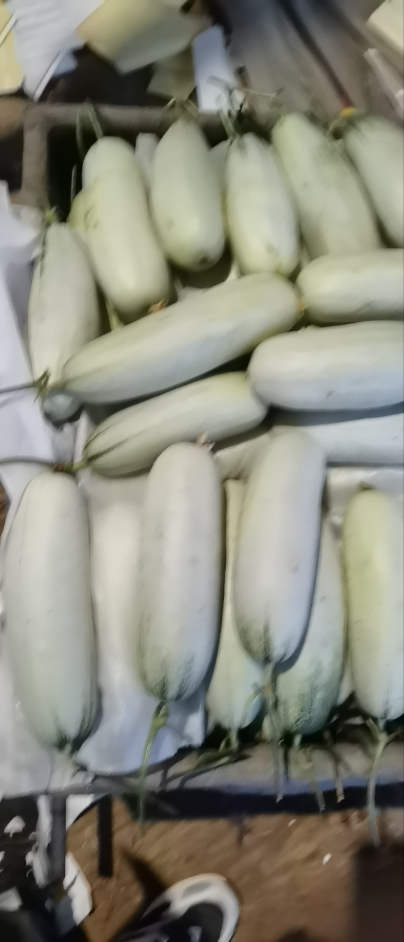 博洋蜜瓜火爆上市量大质优，对接各大市场，商超