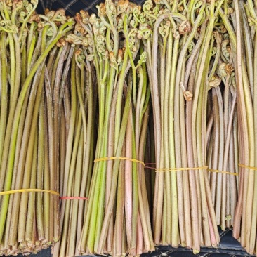 蕨菜大量上市，价格美丽