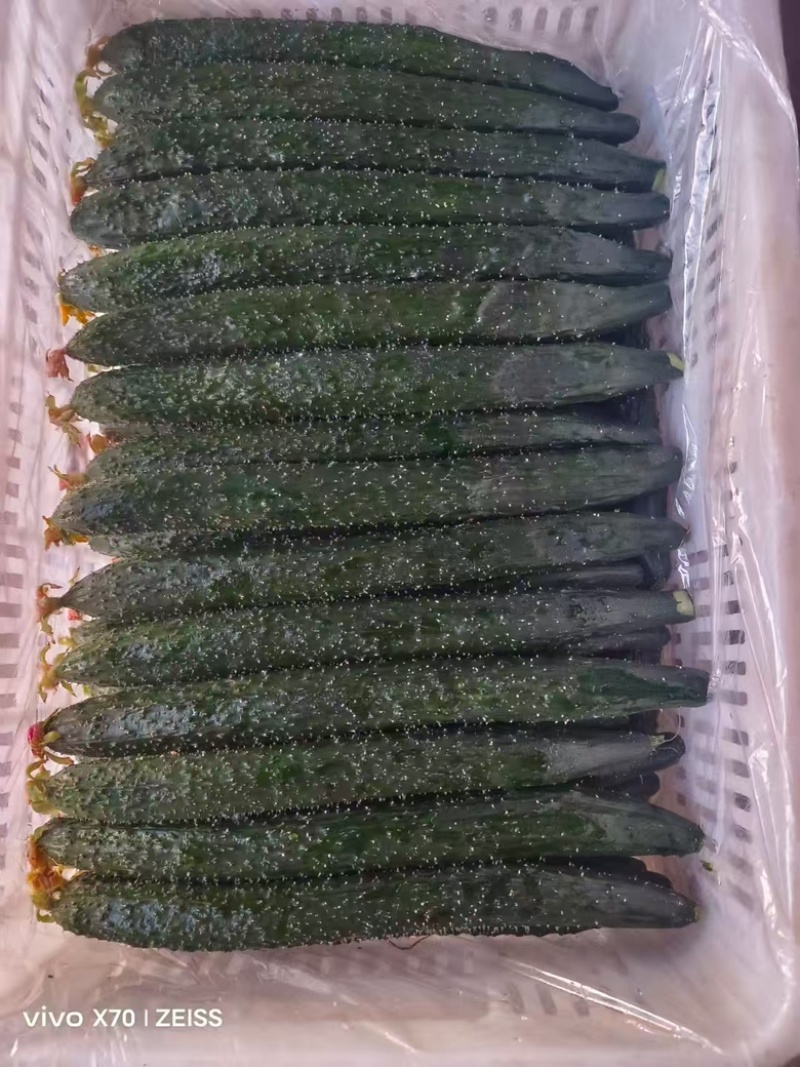 滑县万亩精品黄瓜产地，产地直发，一手货源，视频看货