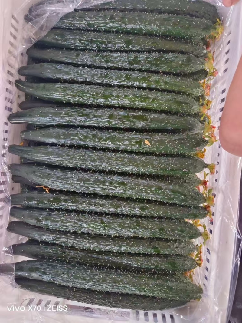 滑县万亩精品黄瓜产地，产地直发，一手货源，视频看货