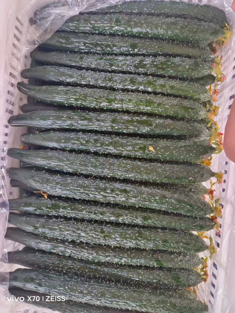 滑县万亩精品黄瓜产地，产地直发，一手货源，视频看货