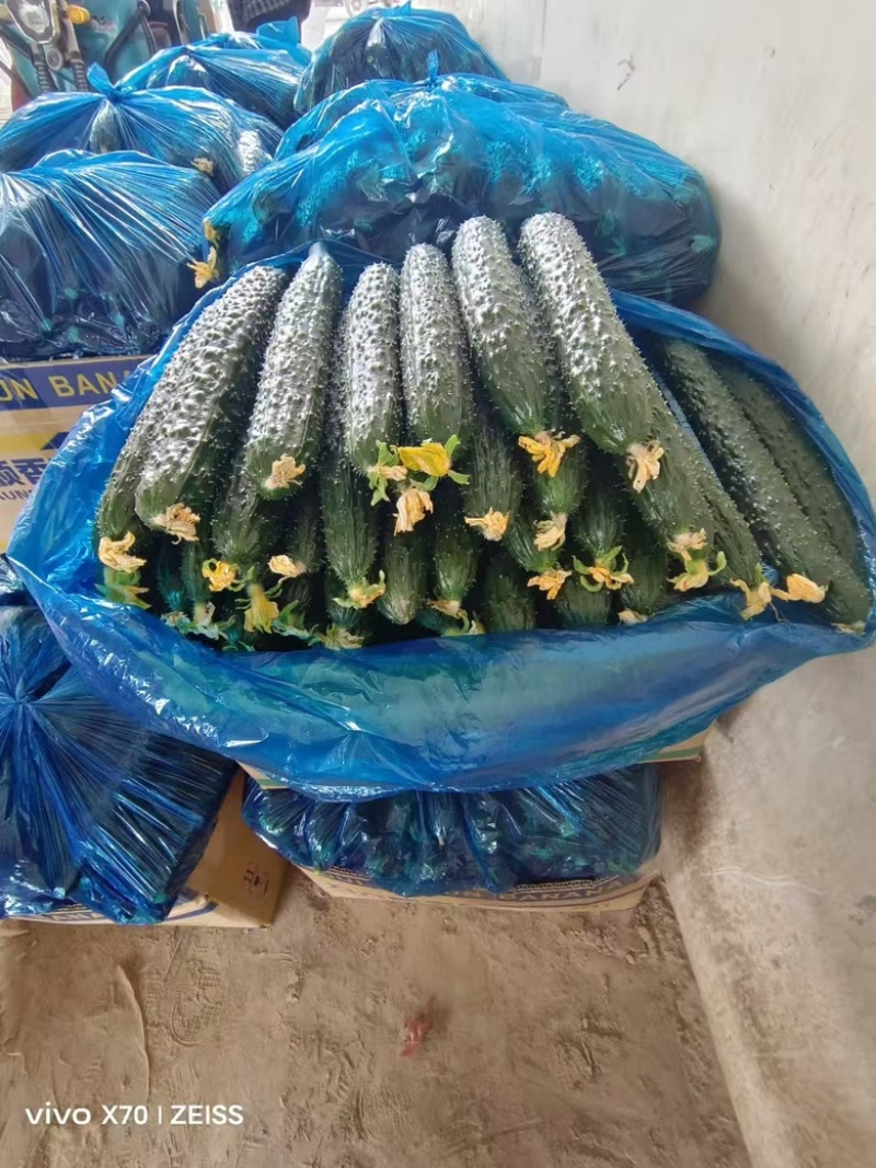 滑县万亩精品黄瓜产地，产地直发，一手货源，视频看货