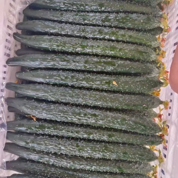滑县万亩精品黄瓜产地，产地直发，一手货源，视频看货