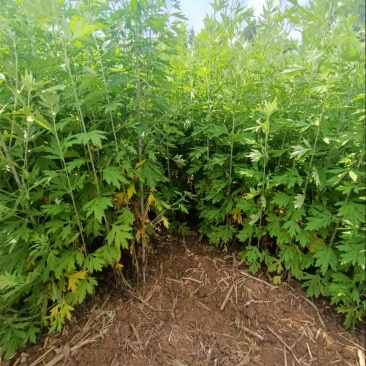 精选艾草，手工采摘，香气浓郁。端午挂门鲜