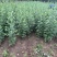 精选艾草，手工采摘，香气浓郁。端午挂门鲜