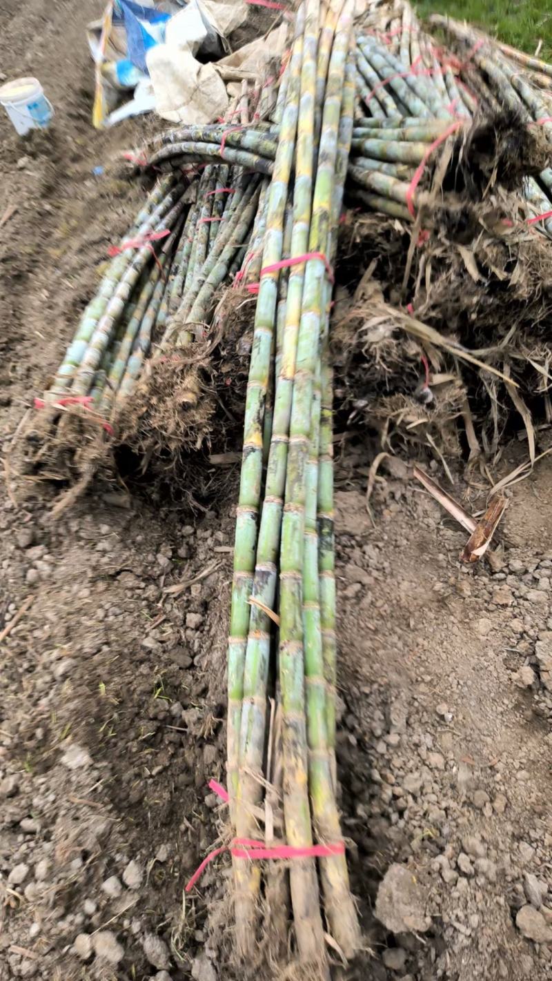 湖北青皮甘蔗,果肉细嫩无渣口感顺滑节长均匀外观漂亮好售卖