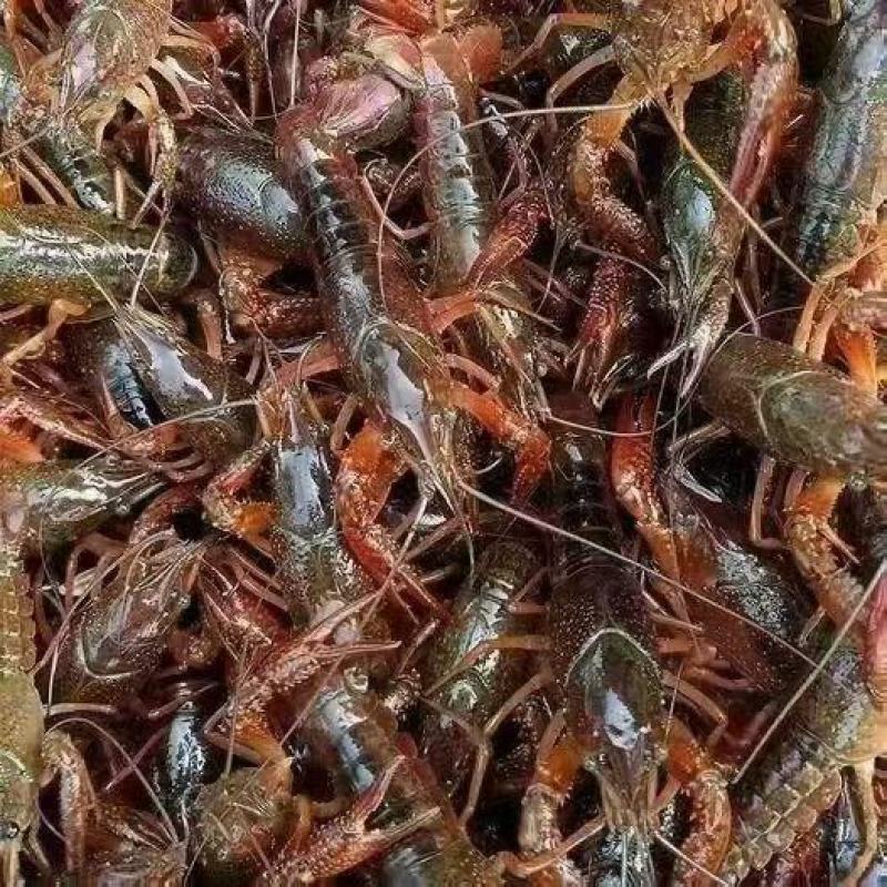 汉川小龙虾万亩基地直发，规格齐全，保质保量，可视频看货