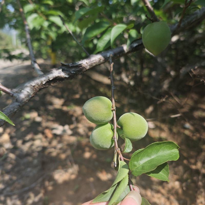 新鲜青梅果现摘现发产地直发量大价优欢迎对接