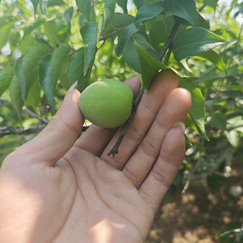 新鲜青梅果现摘现发产地直发量大价优欢迎对接