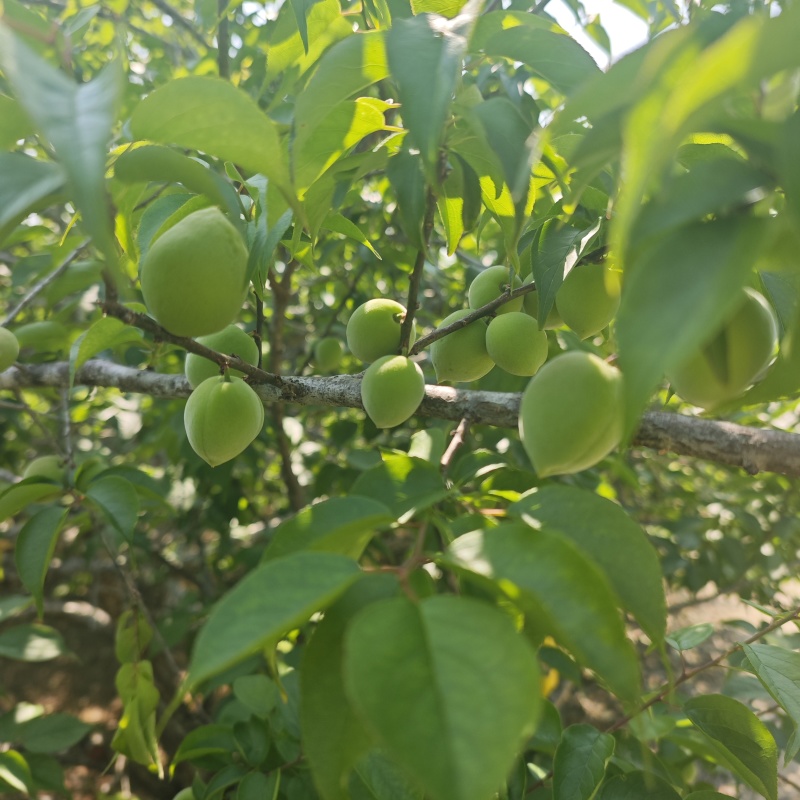 新鲜青梅果现摘现发产地直发量大价优欢迎对接