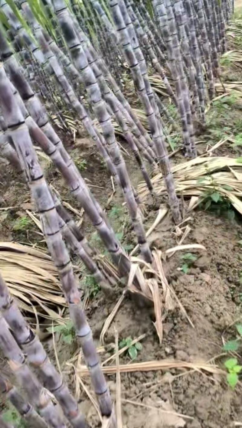 湖北青皮白玉甘蔗,黑皮甘蔗,按捆卖每捆10根,50捆起批