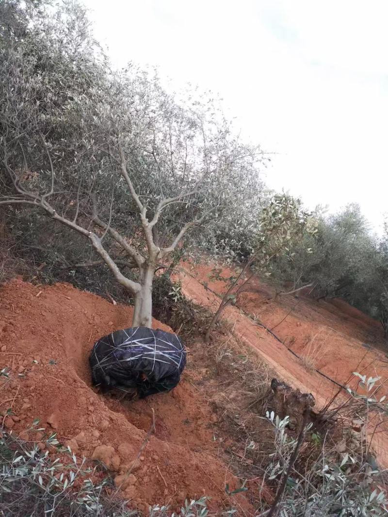 处理油橄榄树