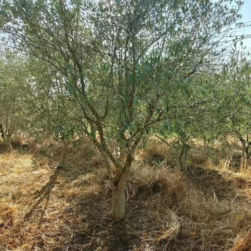 处理油橄榄树