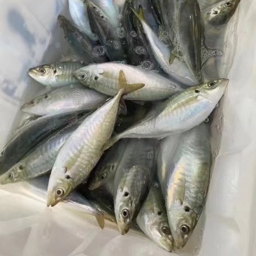 土豪巴浪鱼，刺身级别！**高档酒店，私厨。