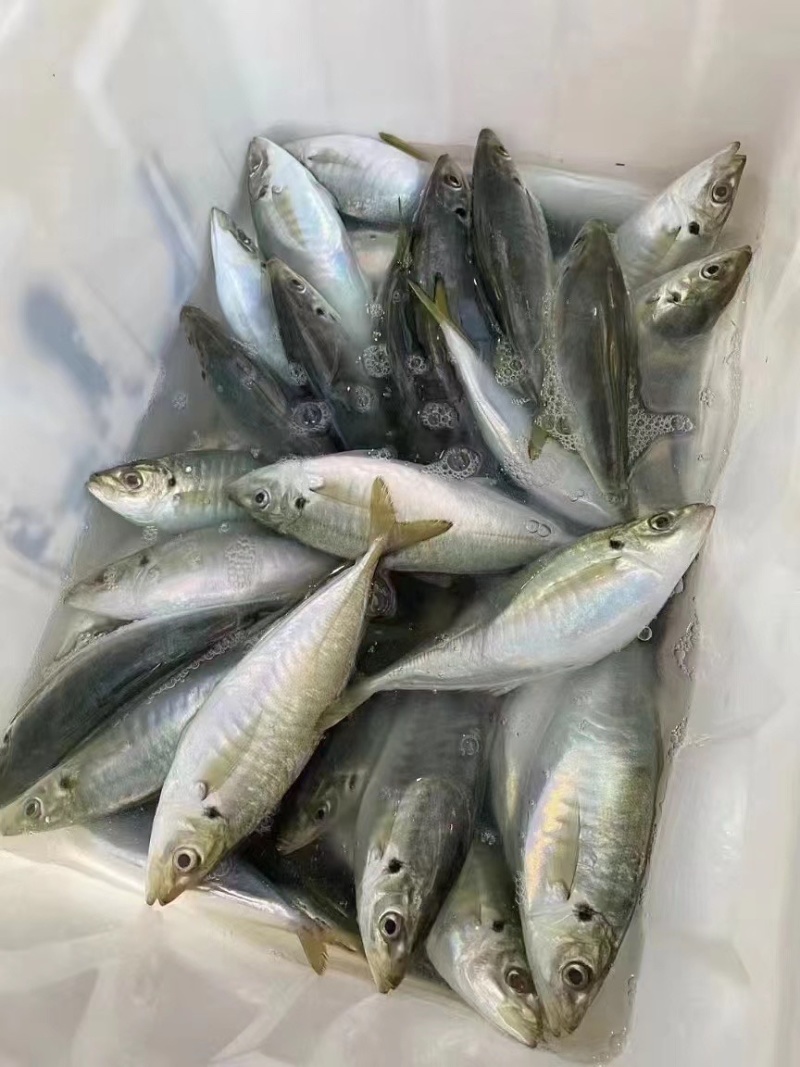 土豪巴浪鱼，刺身级别！**高档酒店，私厨。