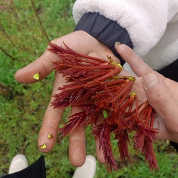 红油香椿