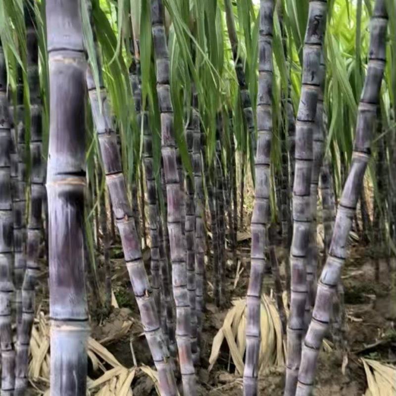 湖北黑皮甘蔗,应季甘蔗果肉饱满无虫蛀无坏芯甜度高品质好。